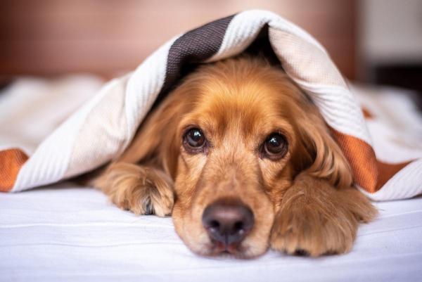 Wie macht man ein gutes Hundebett?